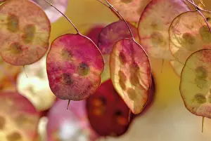 Lunaria: Honesty