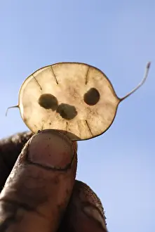 Lunaria: Honesty