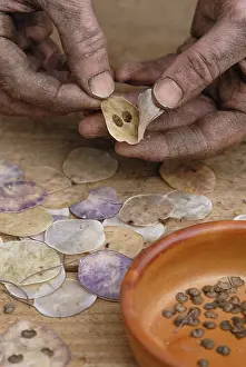Lunaria: Honesty