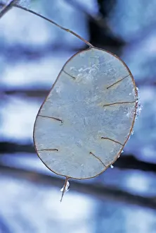 Lunaria: Honesty