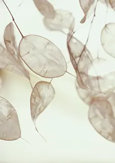 Lunaria: Honesty