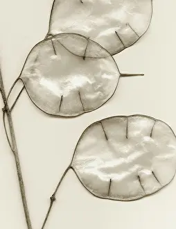 Lunaria: Honesty