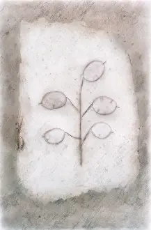 Lunaria: Honesty