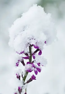 Persistence: Honesty