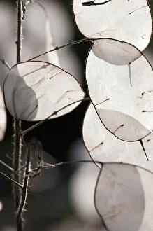 Monotone: Honesty, Lunaria annua, close up of the translucent papery s