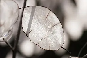 Monotone: Honesty, Lunaria annua, close up of the translucent papery s