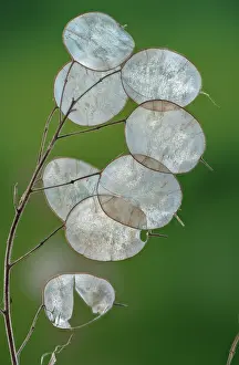 Transparent: Honesty, Lunaria annua, with dried fruits or sil