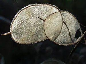 Flowerphotos: Honesty, Lunaria annua, Two frosted transluscent