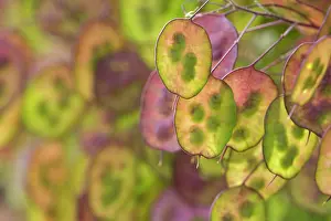 Lunaria: Honesty, Lunaria annua, Purple subject