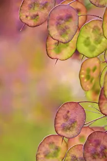Lunaria: Honesty, Lunaria annua, Purple subject