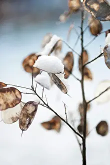 Seedheads: Honesty, Lunaria annua seedheads, with snow on them