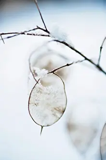 Flowerphotos: Honesty, Lunaria annua, seedheads with snow on them