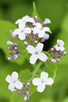 Satin: Honesty, Perennial honesty, Lunaria rediviva, close up of a
