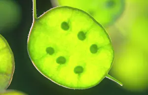 Lunaria: Honesty - Seed pods