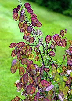 Lunaria: Honesty seedpods