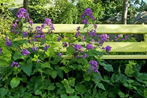 Honesty: Honesty - in front of yellow garden bench