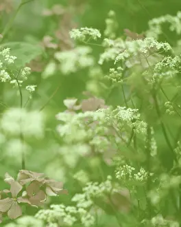 Crazy: Honesty&Cow Parsley
