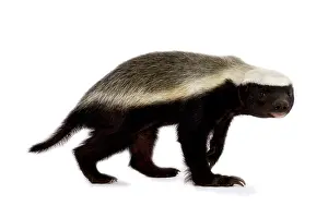 Capensis: Honey badger (Mellivora capensis)