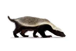 Capensis: Honey badger (Mellivora capensis)