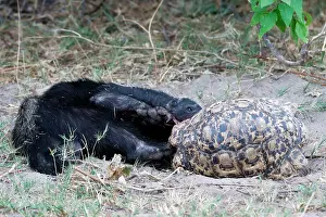 Capensis: Honey badger (Mellivora capensis) eating a leopard