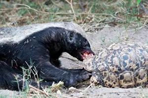 Capensis: Honey badger (Mellivora capensis) eating a leopard