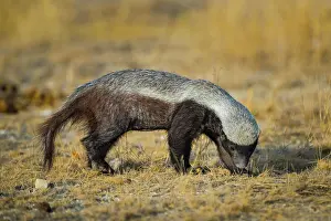 Capensis: Honey badger (Mellivora capensis) in search of prey