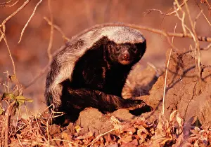 Mellivora: Honey Badger / Ratel
