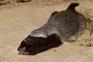 Martin Beames: HONEY BADGER / RATEL