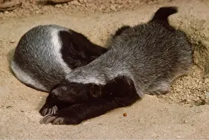 Martin Beames: HONEY BADGER / RATEL