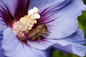 Bumble: Honey Bee