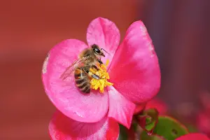 Begonia: Honey Bee