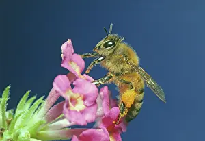Pollenate: Honey Bee