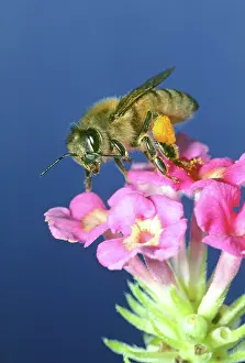 Pollenate: Honey Bee