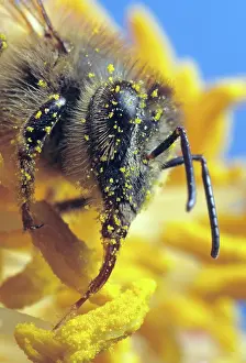 Pollenate: Honey Bee