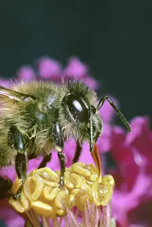 Pollenate: Honey Bee