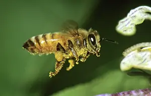 Pollenate: Honey Bee