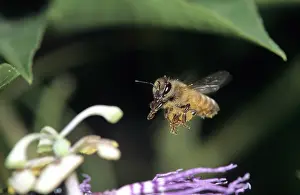 Pollenate: Honey Bee