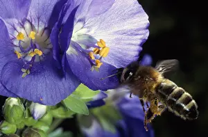 Pollinating: Honey Bee