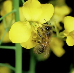 Pollinating: Honey bee