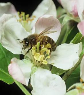 Worker: Honey bee