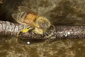 Worker: Honey Bee