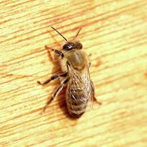 Beehive: A honey bee