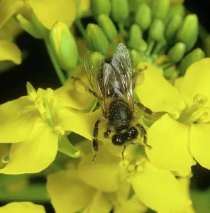 Pollinating: Honey Bee (Apis mellifera)