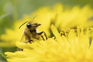 Blooming: Honey bee (Apis mellifera) adult insect on a yellow dandelion flower in spring