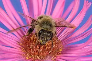 Aster: Honey bee (Apis mellifera) on Asterflower (Aster)