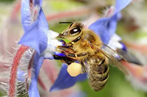 Borage: Honey Bee (Apis mellifera) on Borage, 2015 May 12