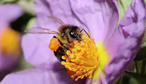Gather: Honey Bee (Apis mellifera) on Cistus, 2015 May 23