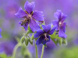 260622: Honey bee (Apis mellifera) collecting nectar on