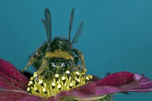 Berlin: A honey bee (Apis mellifera) collects nectar on