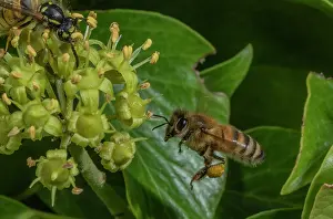 Nectar: Honey-bee, Apis mellifera, feeding on Ivy flower